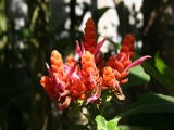 Pousada Marambaia - Foto 17