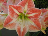 Pousada Amaryllis - Foto 12