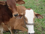 Pousada Cantinho da Roça - Foto 7