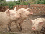 Pousada Cantinho da Roça - Foto 12