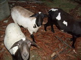 Pousada Cantinho da Roça - Foto 16