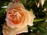 Pousada das Rosas - Foto 5